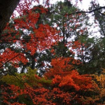 紅葉 小國神社