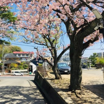 遊行寺の八重桜