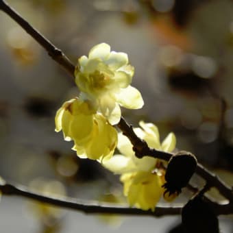 館林城沼公園