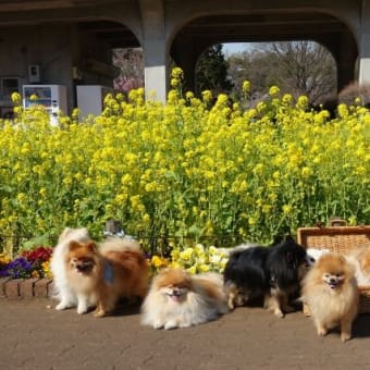 ３月、桜が咲いた頃のお散歩。