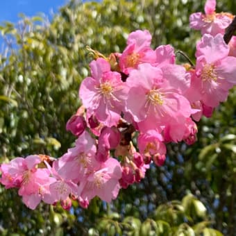 河津桜が三分咲きとなりました。