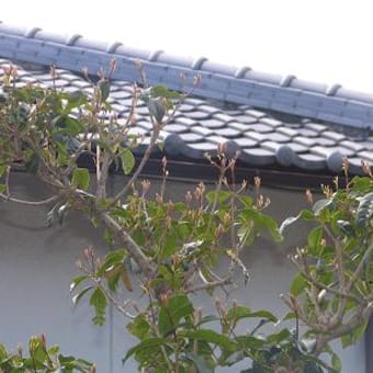 植物アラカルト