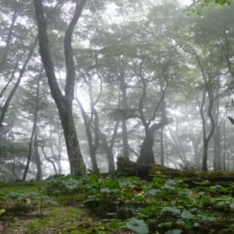 夫の不倫　　ネットで不倫関係を読み漁る妻・・・・by　hana