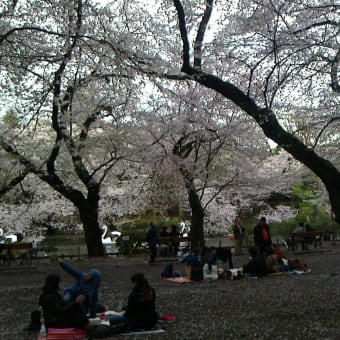 桜の井の頭公園ぐるり