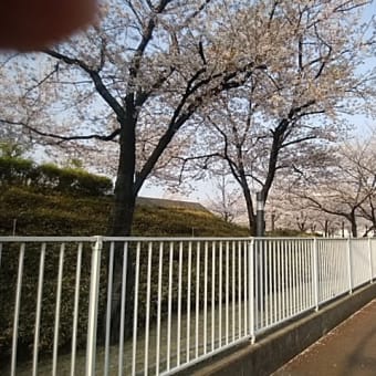 見納めの桜に一句