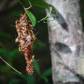 細長い巣に１０数匹　　ヒメホソアシナガバチ