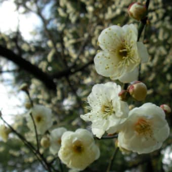 京都府立植物園（2月12日）