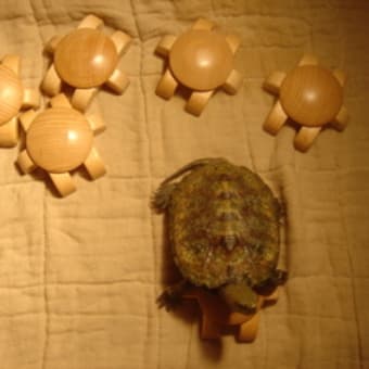 Tortues Puzzle