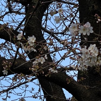 桜が開花しましたね〜