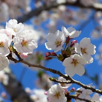 晴天だったけど…風が冷たく寒い！( 一一)