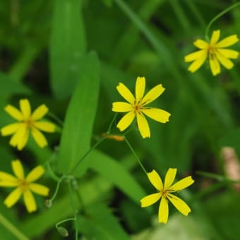 花の端境期の水林自然林には菌従属栄養植物などが（2025.6.8）#1