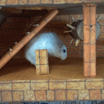 Hamsters in Pyramid Maze 🔥 Pyramid Traps and Treasures 🔥 Homura Ham