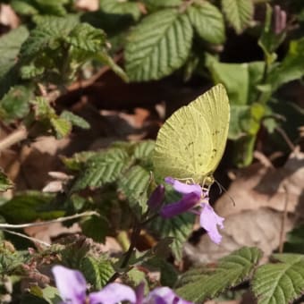 木もれびの森（神奈川県相模原市）の蝶の観察