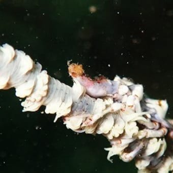 夏だ!!海だ!!体を冷やすならダイビングは最高!!