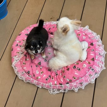 七輪デビューﾘﾘ