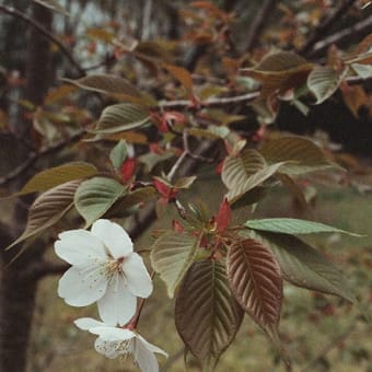 期限切れフィルム　使ってみた　オリンパスＯＭ－１Ｎ　ズイコー３５ｍｍＦ２．８