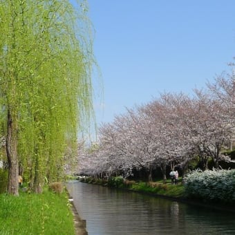 京の桜は満開