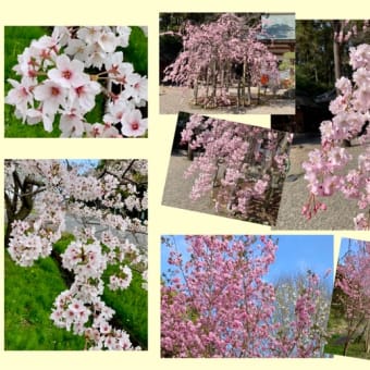 今年も桜満開の季節が・・・