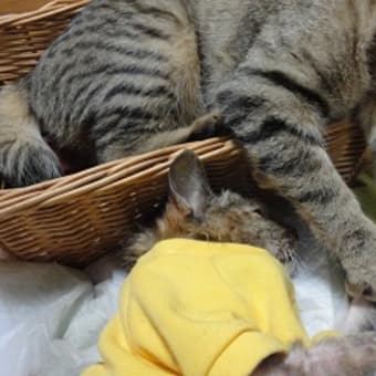 猫舟神社ー七福にゃんこの宝船