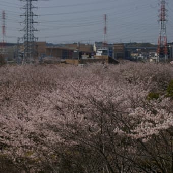 名古屋の桜は満開