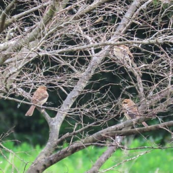 招かれた天敵・生物多様性が生んだ夢と罠：千葉聡著