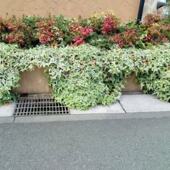 ヘデラ刈り込みました