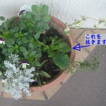 4／12 寄せ植え鉢-H、N、F 花の入れ替え