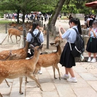 奈良公園にて