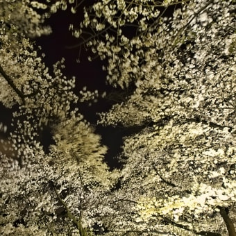 HDR ＠ NIGHT Of cherry blossom burning spring (NOT hdr)