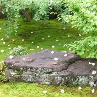 2011年6月19日(日)　東林院（妙心寺）