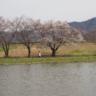 高田城の桜ライトアップ