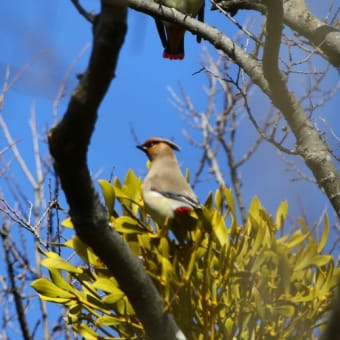 野鳥撮影　ヒレンジャク、シロハラ、ジョウビタキなど