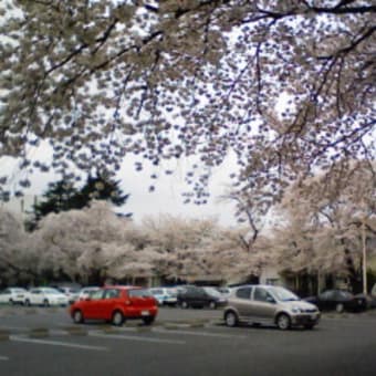 桜が満開です。