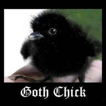 Goth Girls Or Baby Goth Chickens? ๐๐๐๐๐๐
๐๐คฃ๐๐ป๐โ ๏ธ๐ค๐ค๐๐งโโ๏ธ๐งโโ๏ธ๐ฆ๐ค๐ฃ๐ฅ๐๐โฐ๏ธโฑ๏ธ๐ชฆ