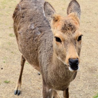 奈良公園に行ってきました