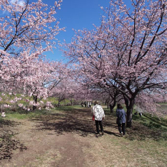 北浅羽桜堤公園の桜