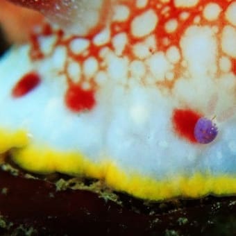 夏だ!!海だ!!体を冷やすならダイビングは最高!!