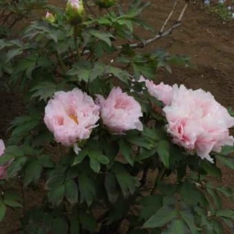 薬用植物園の花（2019/4/24)