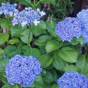 楽しみにしていた紫陽花の開花