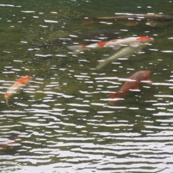 2017年6月27日　火曜日　「椿山荘」②