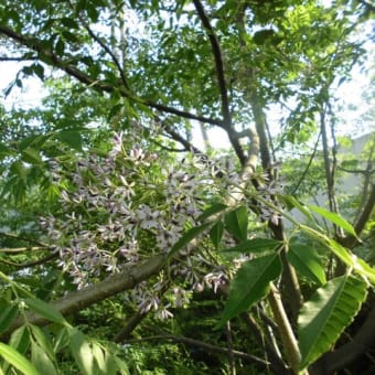 栴檀の花が咲きました