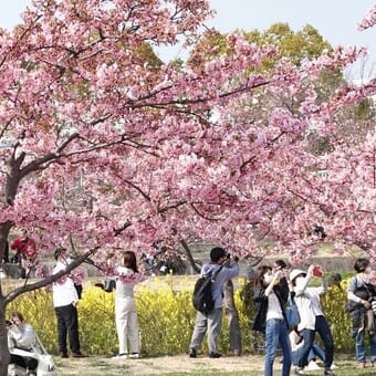 神戸　西郷川河口公園、　菜の花と河津さくら