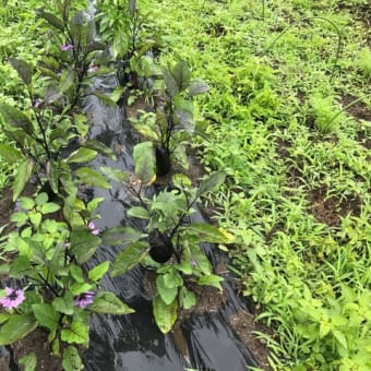 7月1日、大雨警報、畑の様子