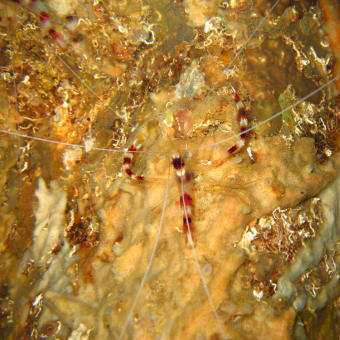 オトヒメエビ Stenopus hispidus