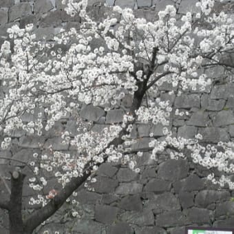 これは去年のお城の桜です