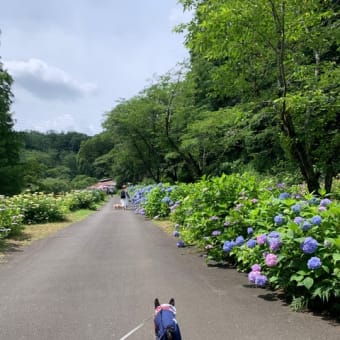 あじさい祭りに行ってきた‼️