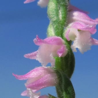 1307-鉢植え・百間川河川敷の芝地　　　ネジバナ