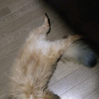 お手上げにゃあ～