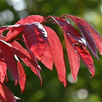 紅葉