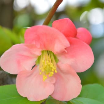 庭のお花さん達